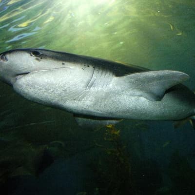 Recreational diver bitten by two-metre shark