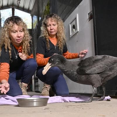 It's now official: bird flu cases in four states
