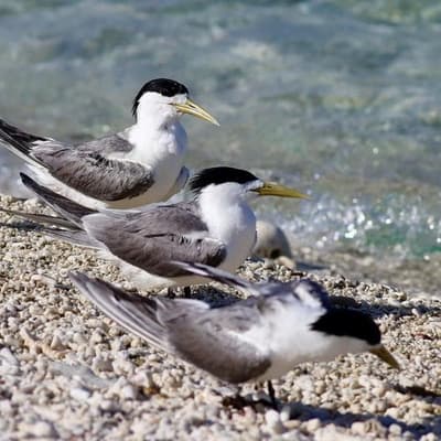 'Can't stop it spreading': more bird flu cases likely