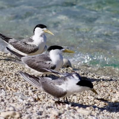 New confirmed bird flu cases raise fears for wildlife