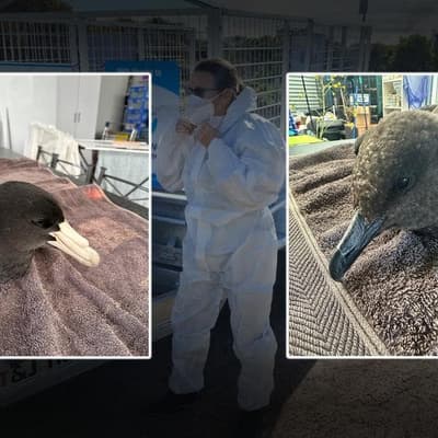 Bird flu scare sparks fears of sea lion extinction