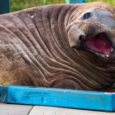 Neil the seal's beachside visit and damage bill tallied