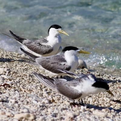 Endangered species at risk as bird flu spreads