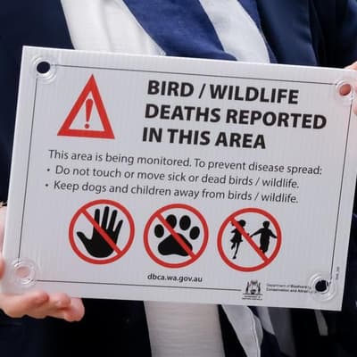 Perfect mix: stage set for 'maximum' bird flu damage
