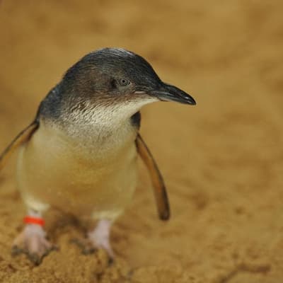 'Grim news': Penguin alert as bird flu outbreak worsens