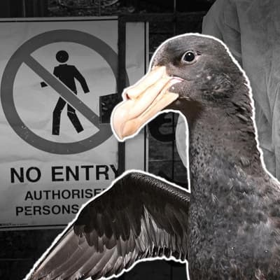 Shocking number of Aussie birds face 'extreme' flu risk