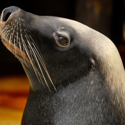 Fears for Australian sea lions as bird flu cases grow