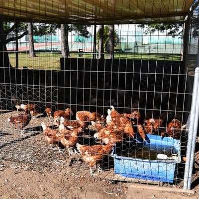 Bird flu fears prompt 'proactive' poultry farms order