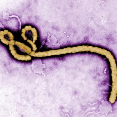 WHO wants probe into possible Ebola mutation