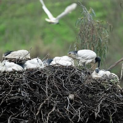 Native birdlife on the frontline as flu rapidly spreads