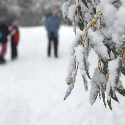 Citizen scientists join fight to save beloved snow gums