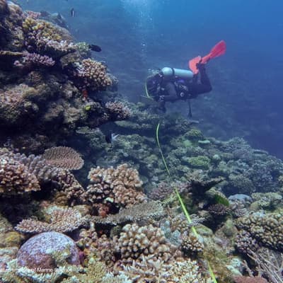 Coral returns to Great Barrier Reef but risks remain