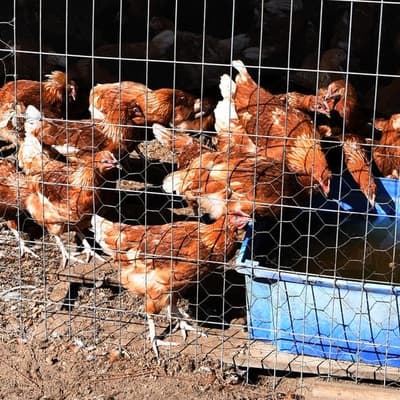 Poultry industry warned of devastating bird flu losses