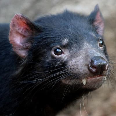 Bird flu's spread sparks Tasmanian devil, parrot fears