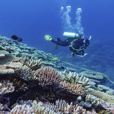 Progress and poor marks: Reef earns a mixed report card