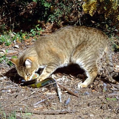 Cat DNA study reveals huge native animal toll