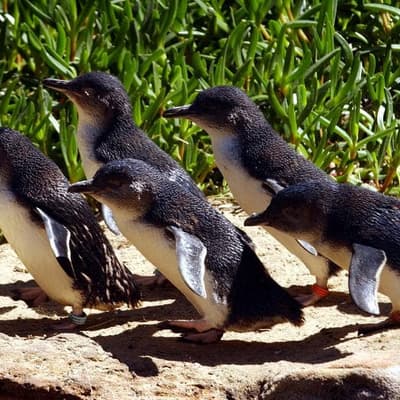Little penguin dies from bird flu as case numbers grow