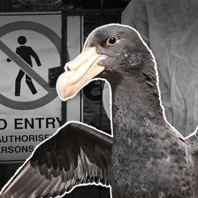 Fears for injured wildlife as bird flu spreads