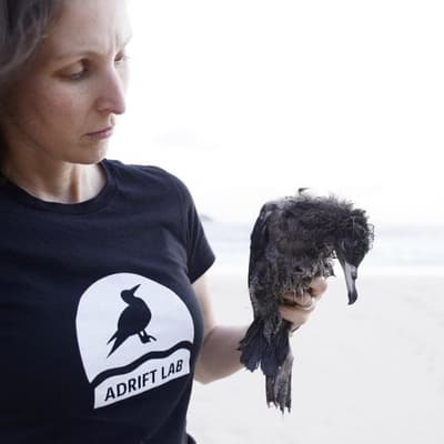 'Walking dead': plastic ingestion's seabird impact