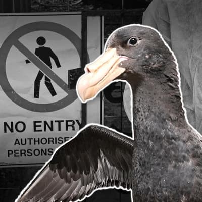 'Deeply concerning': mass deaths spark bird flu alarm