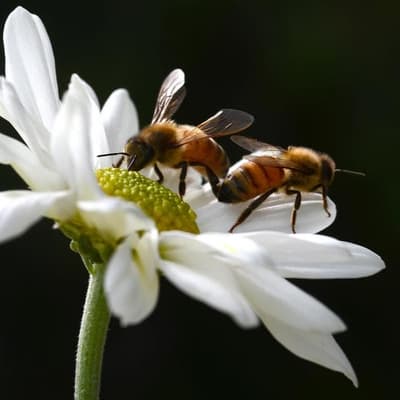 Bee-killing mite second wave raises food security alarm