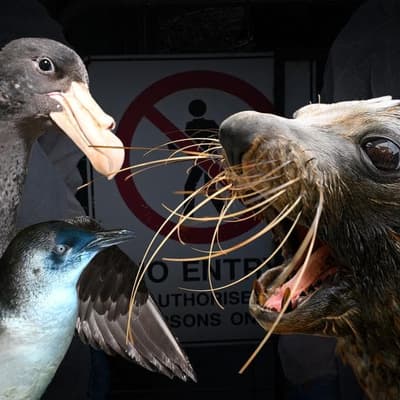 Fears for seals grow after second flu detection