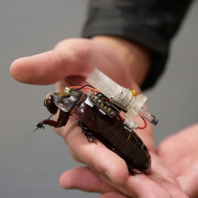 Roaches to the rescue: cyborg insects to deliver aid