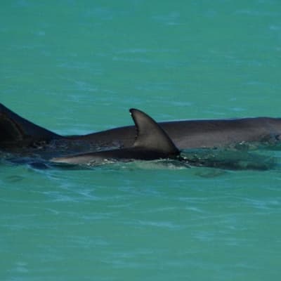 Dolphin contracts bird flu as staff pulled from island