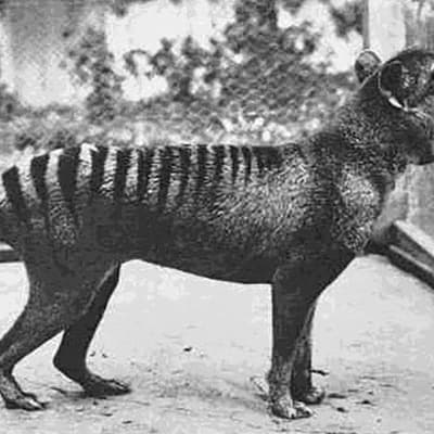 New research challenges myths about Tassie tigers
