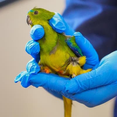 Quest to protect rare parrot from deadly bird flu