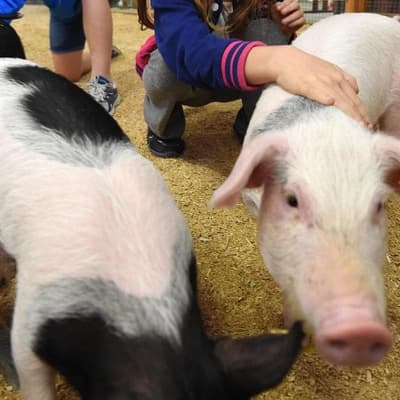 Child's death after petting zoo trip sparks warning