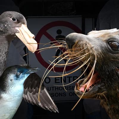 'Social distancing' plea for birds as flu hits Sydney