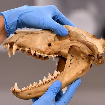 Grim milestone sparks warning for threatened species