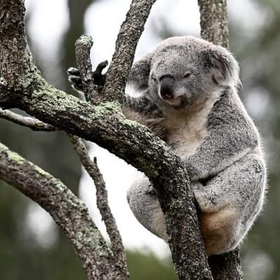 Koala Park hinges on government pay day from polluters