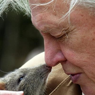 David Attenborough laments ‘terrible plight’ of planet