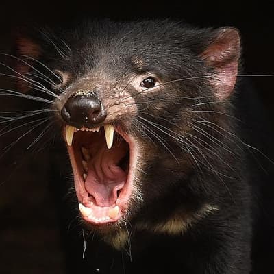 New light on Tassie devils' life on mainland Australia