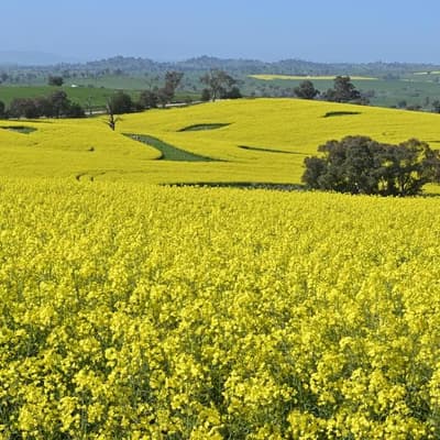 'Pretty awesome': canola fields burst into colour