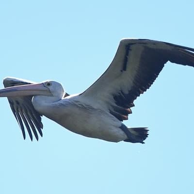 First pelican falls to bird flu, another sea lion dies