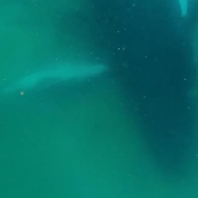 Mother whale's heartbreaking moment with stillborn calf