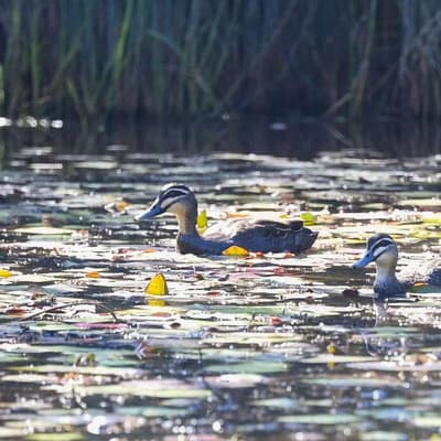 Bird flu 'here to stay' as duck spread threat looms