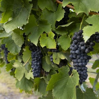 Struggling wine industry gets more funding poured in