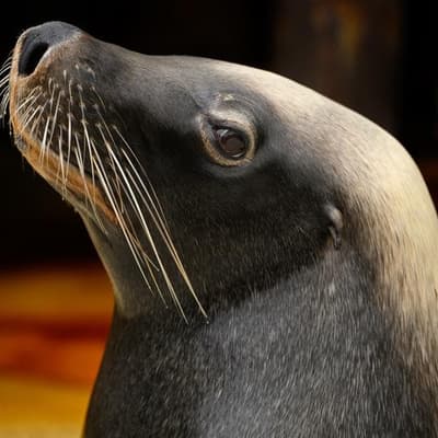 'Devastation' fears as bird flu found in four sea lions