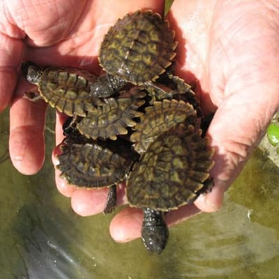 Concerns voiced for crocodiles' future at Olympic site