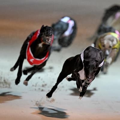 Greyhound watchdog fronts probe over misconduct files