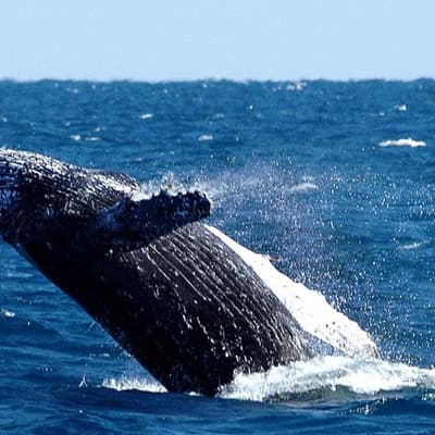 'Not all good news' amid whale conservation anniversary