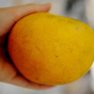 Mango growers fear premium fruit will be left to rot