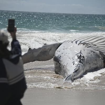 Whale of a task to remove 31-tonne carcass from beach