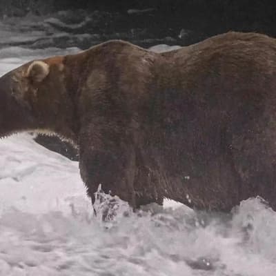 Gentle giant declared winner of Alaska's Fat Bear Week