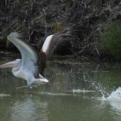 'Harebrained': basin water plan panned over shortfall