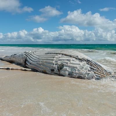 Whale of a job over, rotting carcass removed from beach